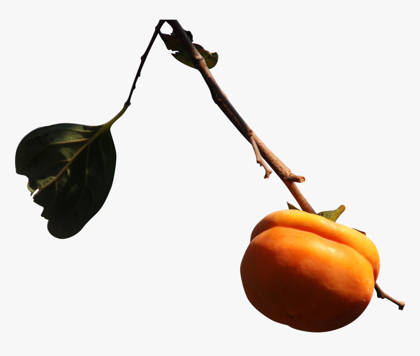 Persimmon Png, Transparent Png