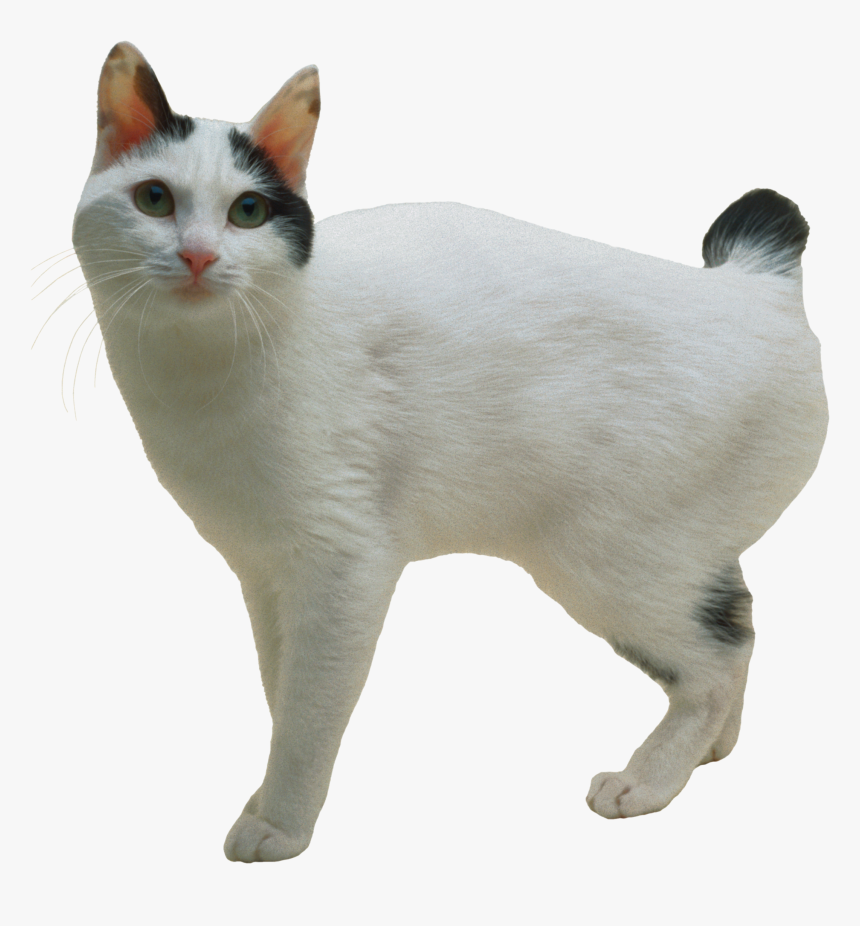 Cat Png - Bob Tail Cat Breeds, Transparent Png