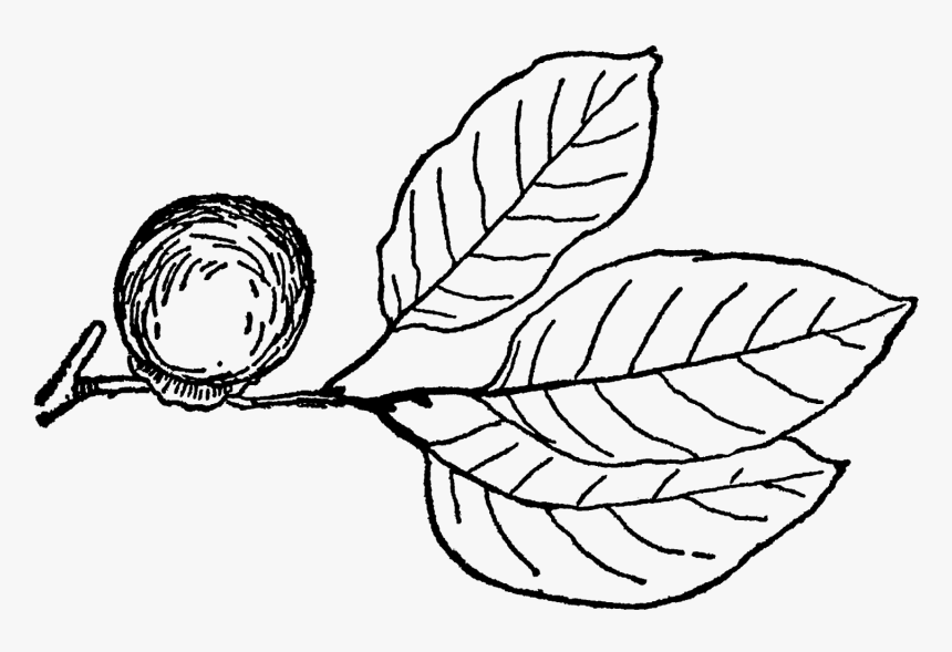 Drawing, HD Png Download