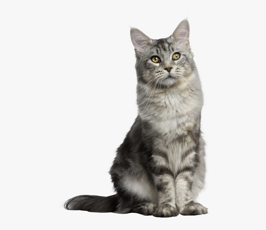 Gray Long Hair Cat - Sitting Cat Transparent Background, HD Png Download