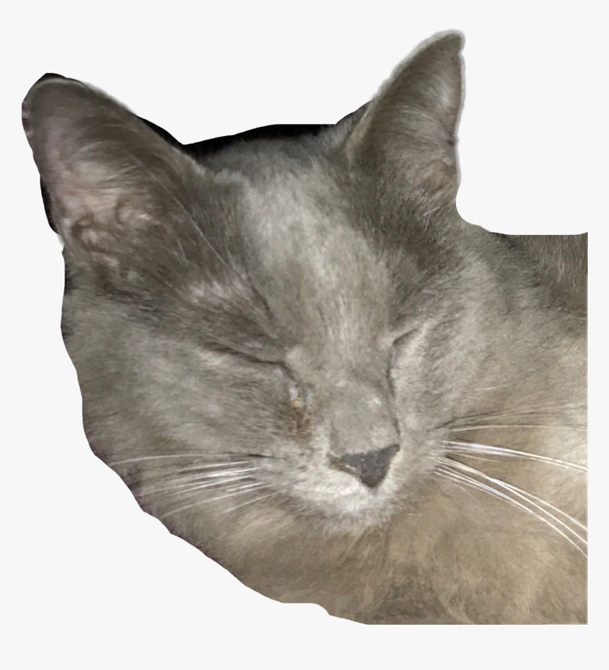 #henry #cat #gray Cat #grey Kitty#freetoedit - Domestic Short-haired Cat, HD Png Download