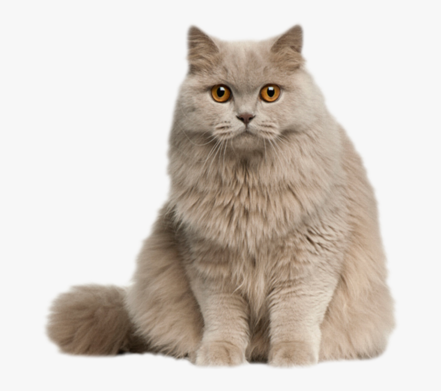 #cat #kitten #kitty #feline #fluffy #longhair #gray - Cute Cat Pic Png, Transparent Png