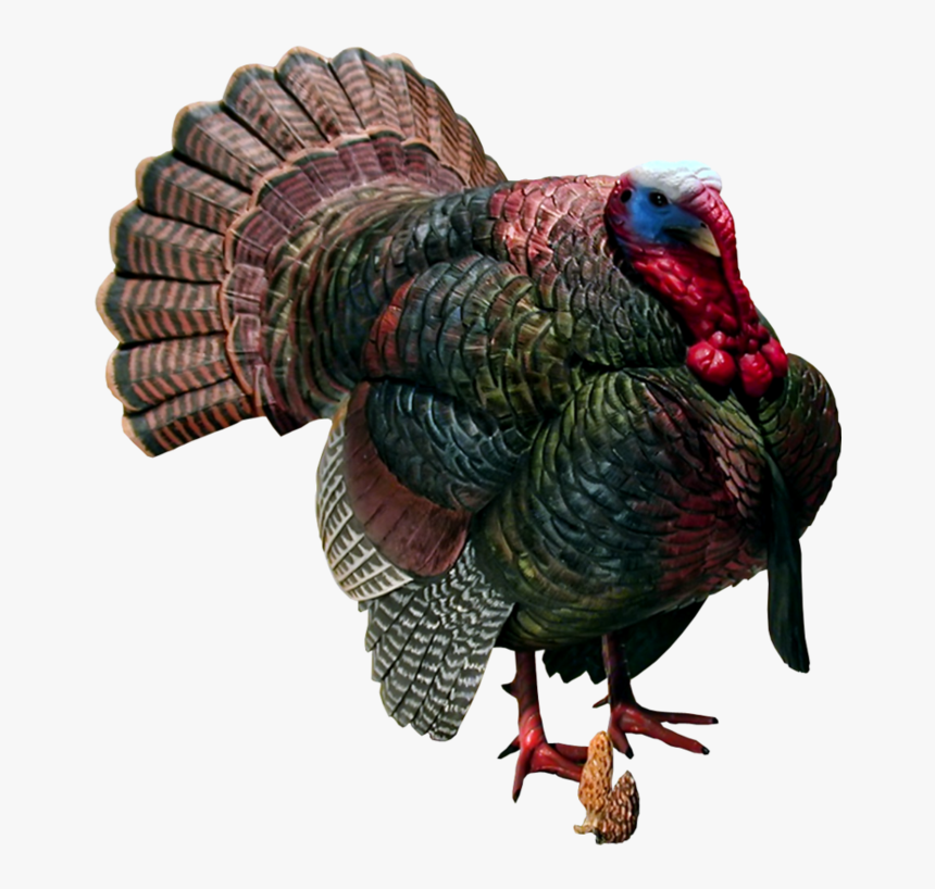 Turkey Background Bird Transparent - Happy Thanksgiving Abraham Lincoln, HD Png Download