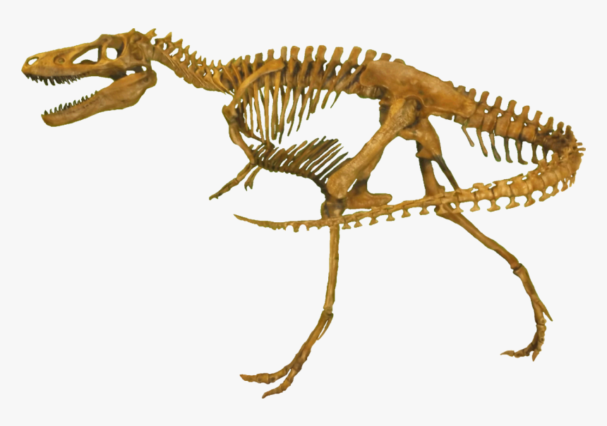 Nanotyrannus Clean - Nanotyrannus, HD Png Download