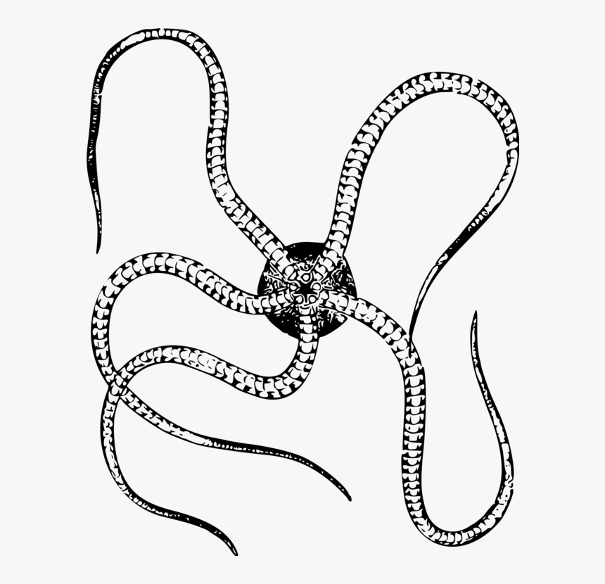 Line Art,neck,serpent - Brittle Star Transparent, HD Png Download
