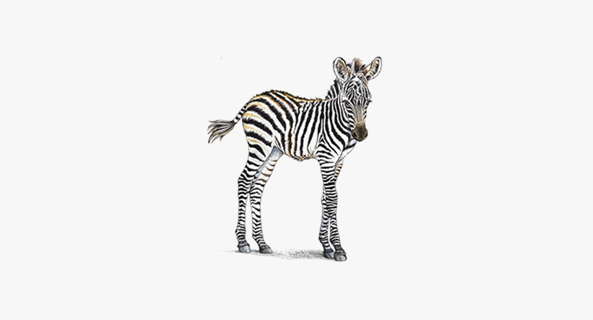 Clip Art Home Header Zebra Petaluma - Baby Zebra Transparent Background, HD Png Download