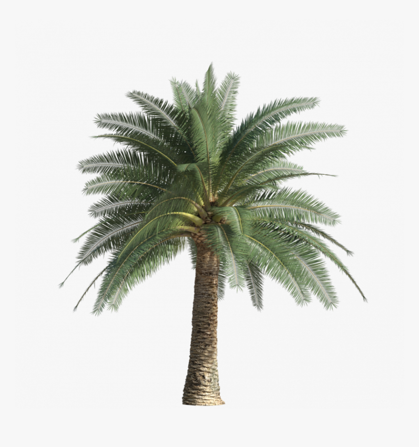 Exotic And Palm Trees45, Itoo Software Store - Attalea Speciosa, HD Png Download