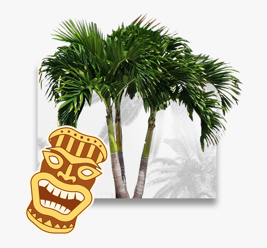 Transparent Palm Tree Plan Png - Borassus Flabellifer, Png Download