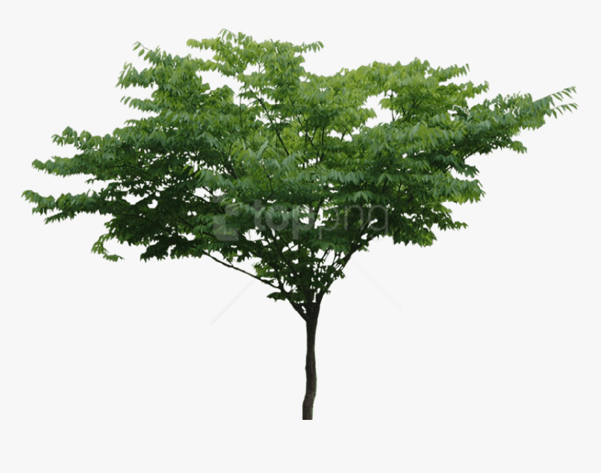 Free Tree Png, Transparent Png