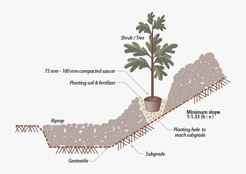 Pond Pine, HD Png Download