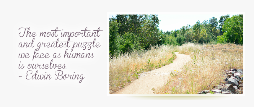 Transparent Peach Tree Png - Tree, Png Download