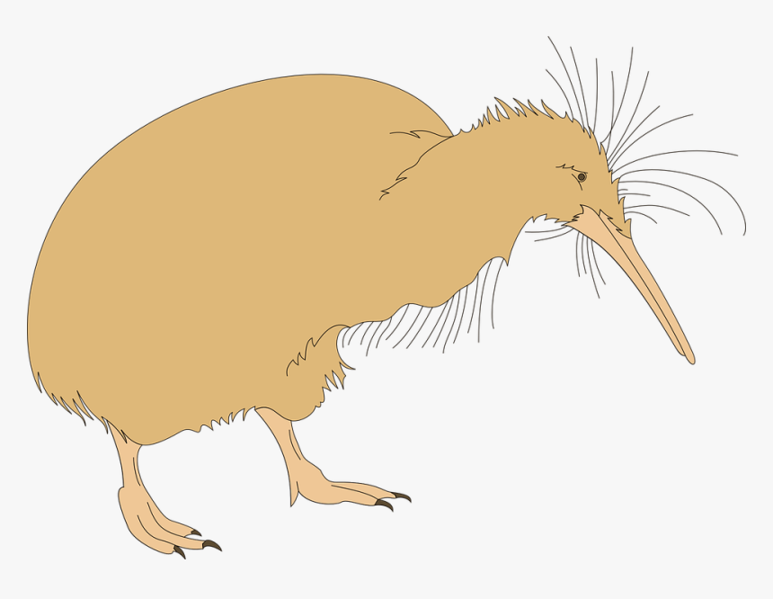 Kiwi Fuzz, HD Png Download
