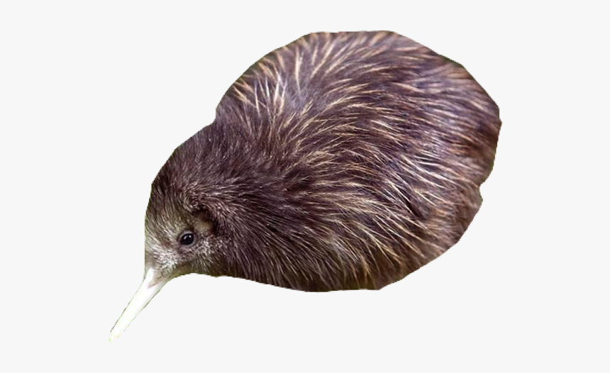 #kiwibird #pngs #png #lovely Pngs #usewithcredit #freetoedit - Kiwi, Transparent Png