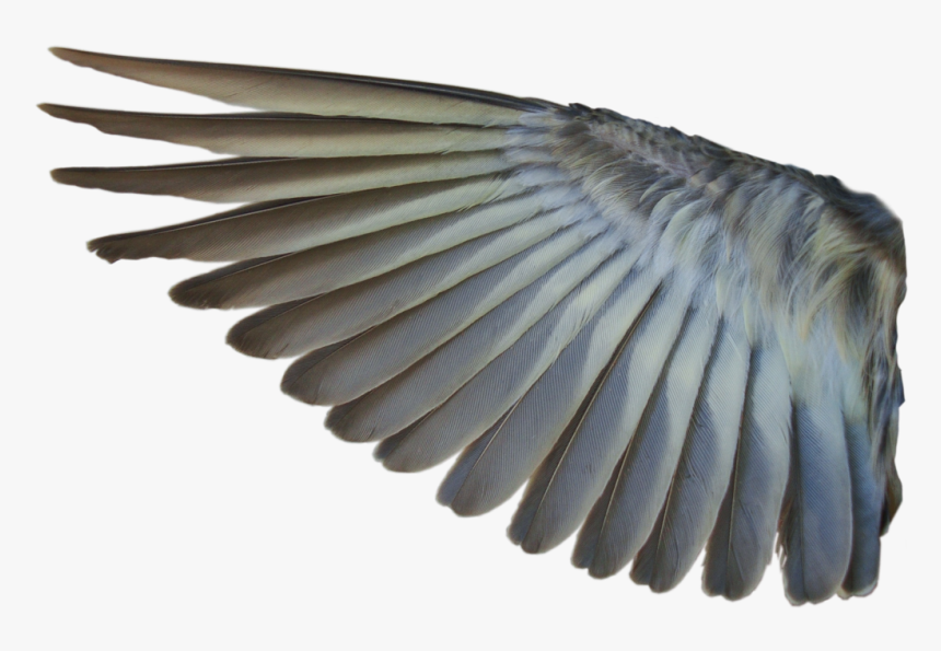 Bird Wing No Background, HD Png Download
