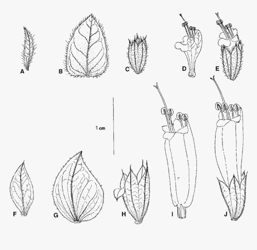 Sketch, HD Png Download