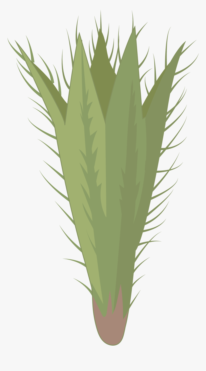 Hierochloe, HD Png Download