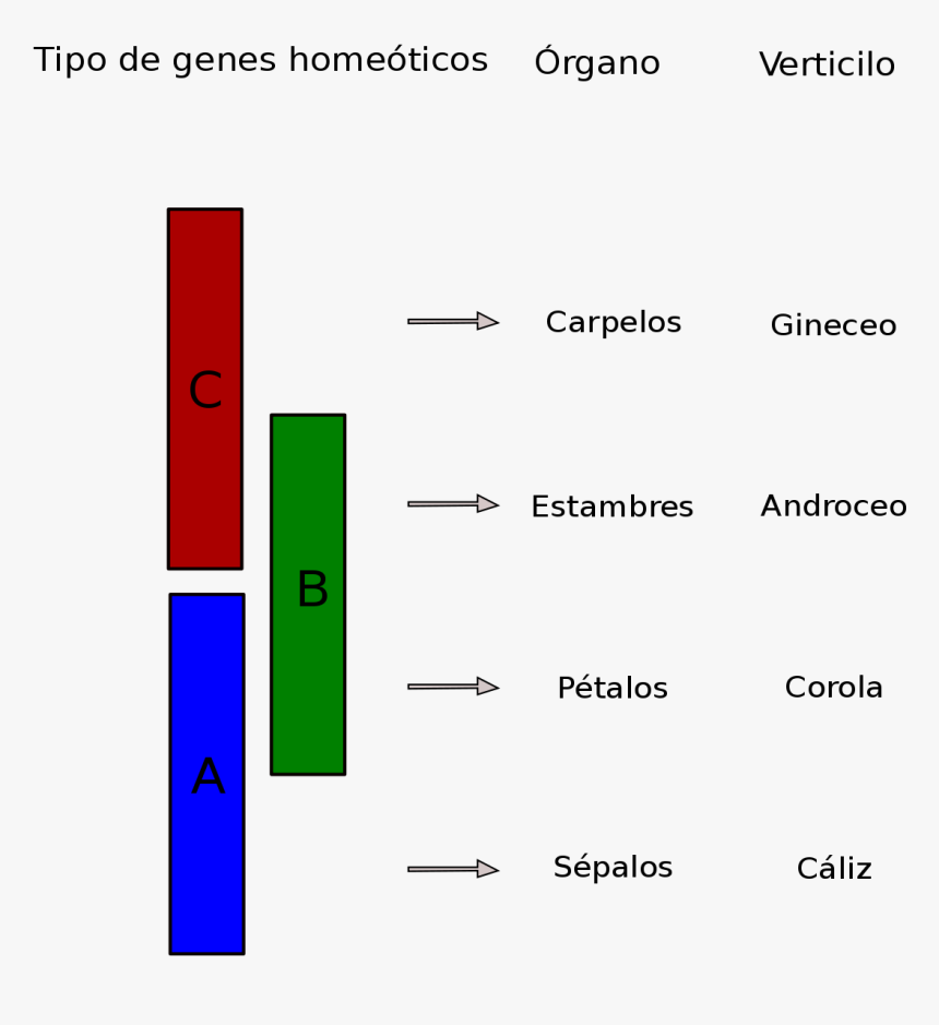 Modelo Abc Desarrollo Floral, HD Png Download