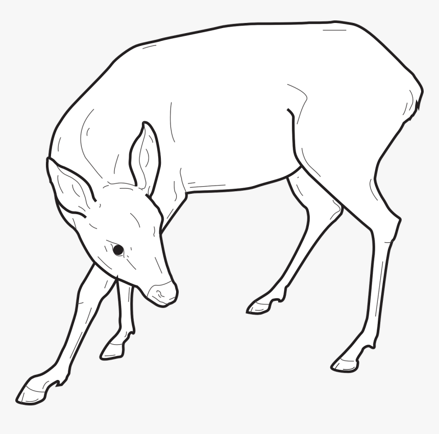 Deer, HD Png Download