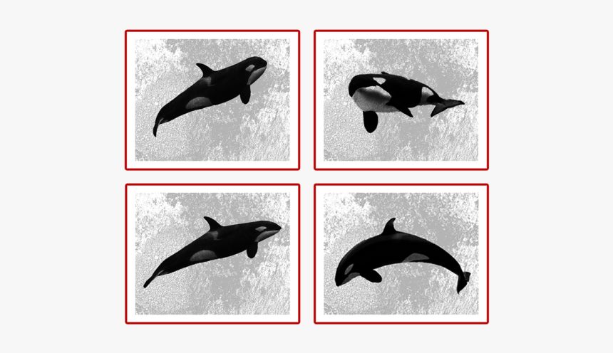 Killer Whale, HD Png Download