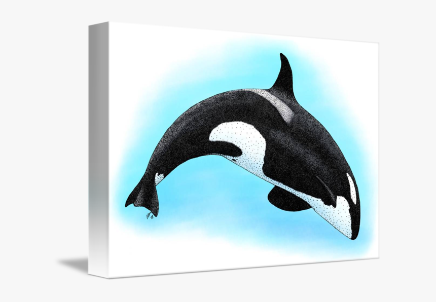 Killer Whale By Roger Hall Graphic Black And White, HD Png Download