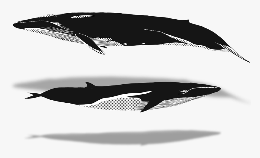 Killer Whale, HD Png Download
