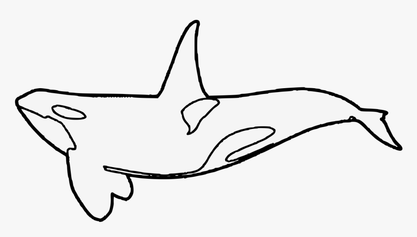 Transparent Killer Whale Png - Drawn Clipart Killer Whale Art, Png Download