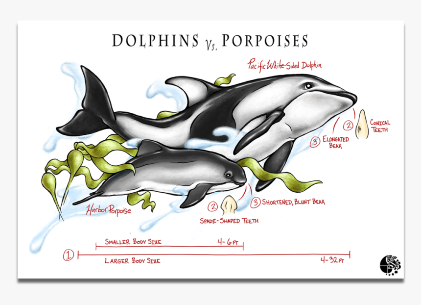 Dolphins Vs Porpoise - Killer Whale, HD Png Download