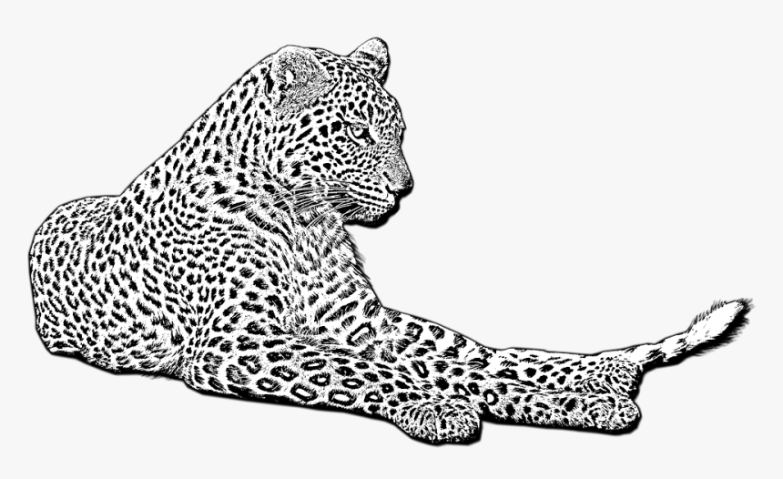 Line Art, HD Png Download