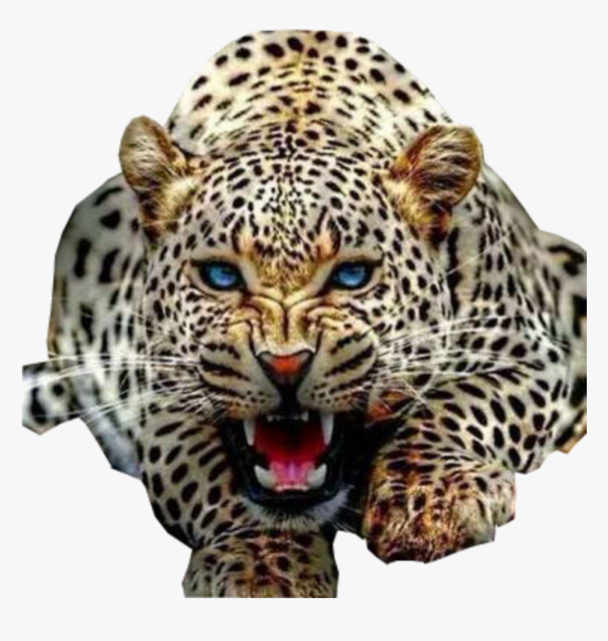 Jaguar Hd Images Png, Transparent Png