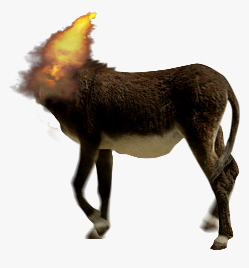 Water Buffalo Cattle American Bison Ox African Buffalo - American Bison, HD Png Download