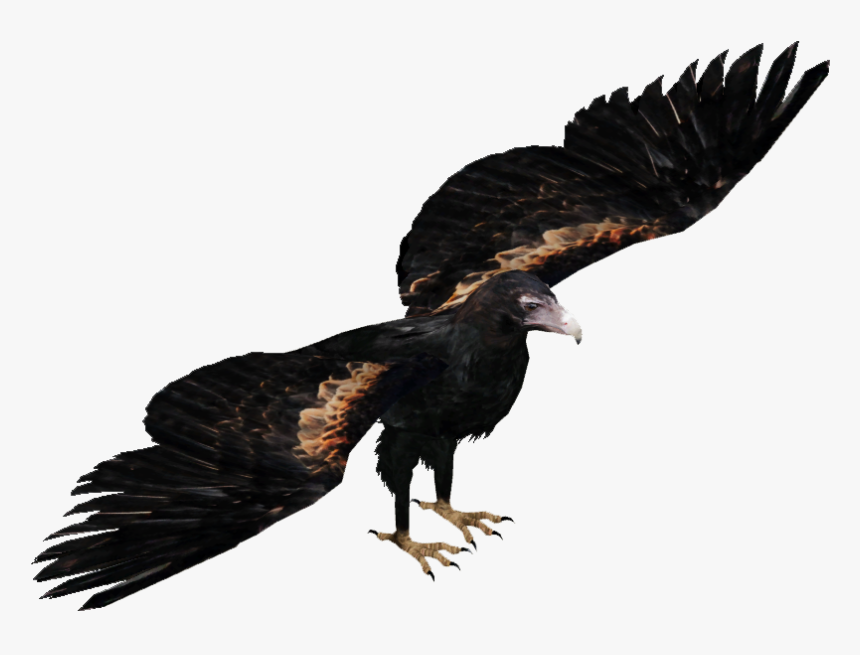Wedge Tailed Eagle Png , Png Download - Wedge Tailed Eagle Png, Transparent Png