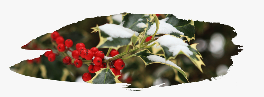 Silver Buffaloberry, HD Png Download