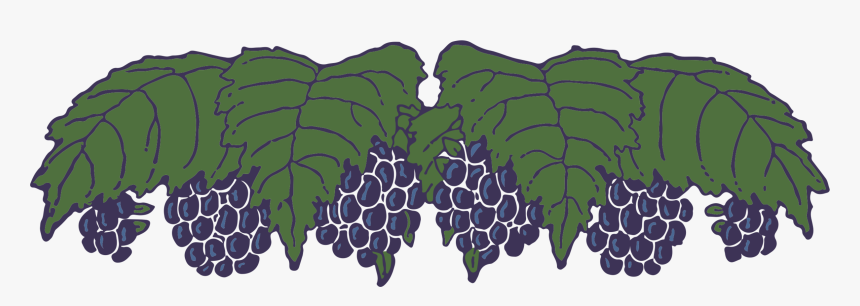 Plant,grass,leaf - Seedless Fruit, HD Png Download