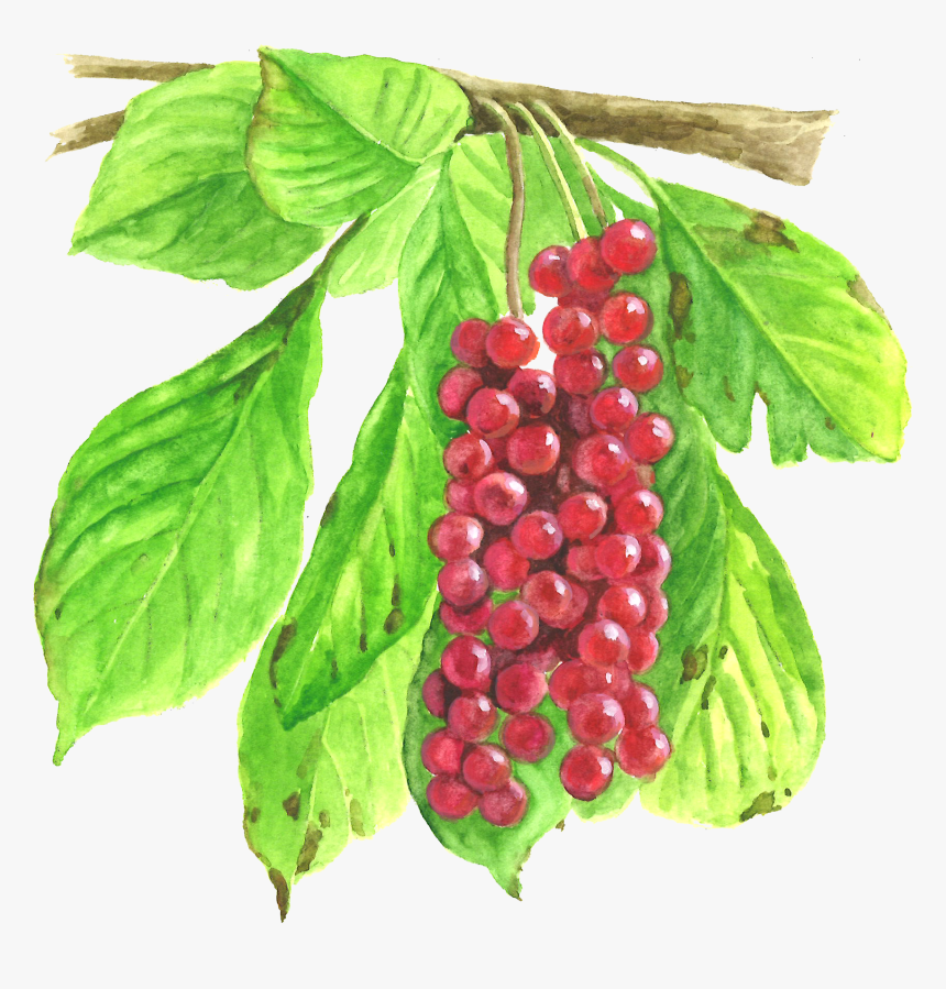 Seedless Fruit, HD Png Download