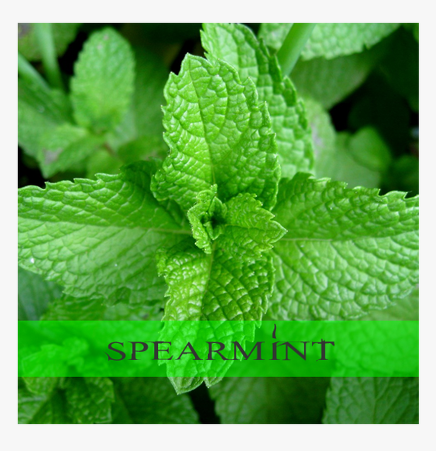 Spearmint - Pudina Images Hd, HD Png Download