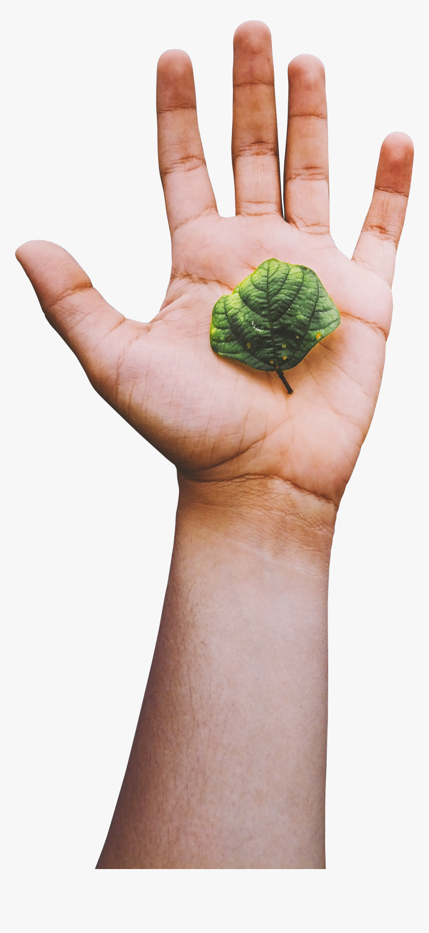Brussels Sprout, HD Png Download