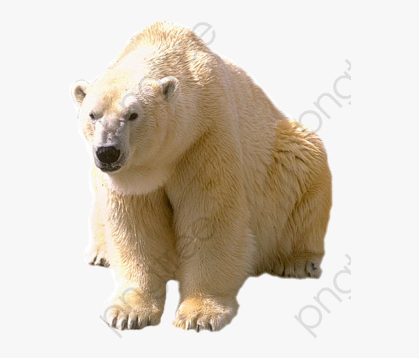White Polar Bear Polar Bear Clipart Realistic - Dictionary Com Polar Bear, HD Png Download