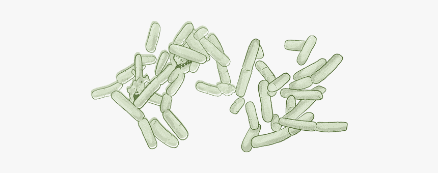 Sketch, HD Png Download