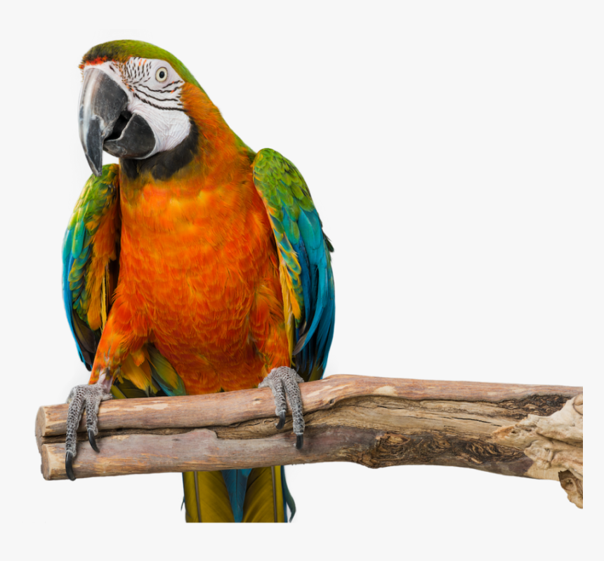 Transparent Baby Bird Png - Macaw, Png Download