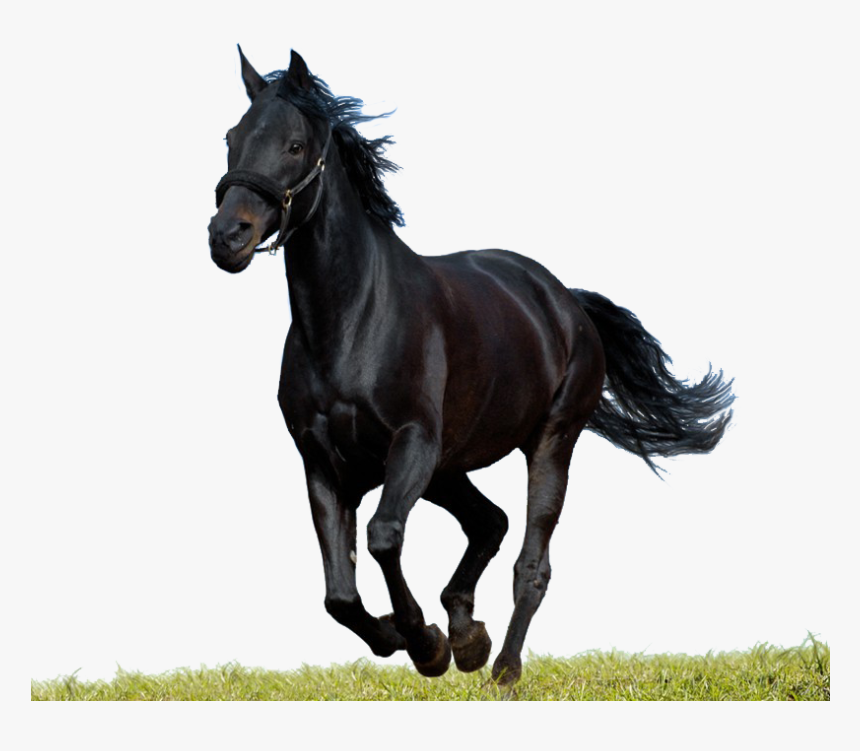 Transparent Clipart Image Black Horse Psd Runing - Png Horse Images Black, Png Download