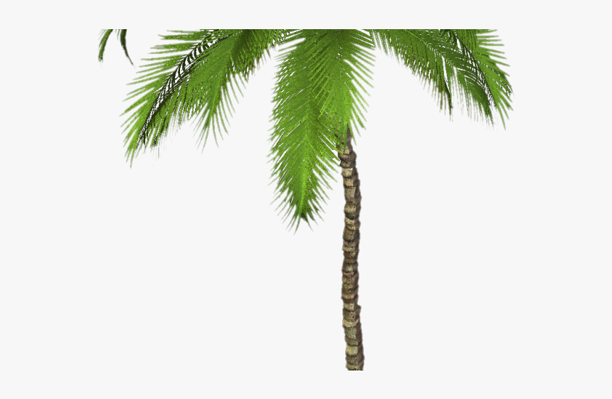 Palm Tree Png Transparent Images - Palm Trees Png Transparent, Png Download