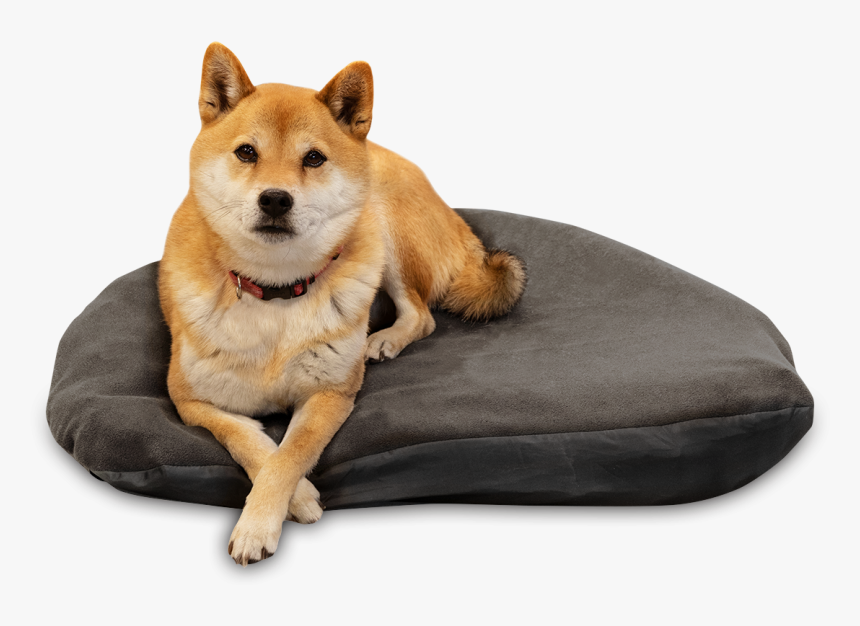 Small Medium Dog, HD Png Download