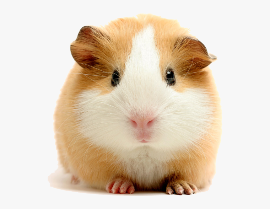 Experienced Pressure Washing - American Guinea Pig, HD Png Download