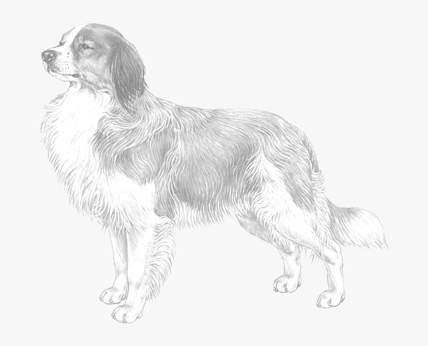 Slovak Cuvac, HD Png Download