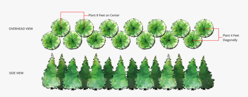 Thuja Green Giant Spacing - Thuja Green Giant Double Row, HD Png Download