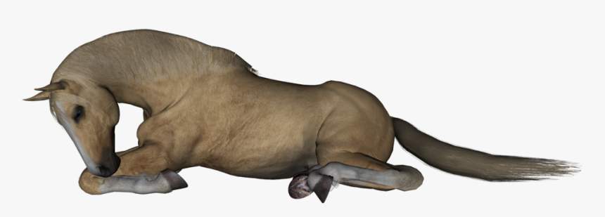 Horse Lying Down Clipart, HD Png Download