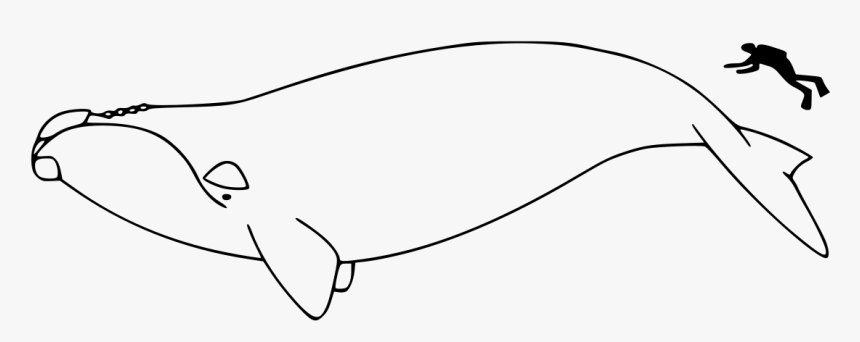 north atlantic right whale outline hd png download transparent png image pngitem north atlantic right whale outline hd