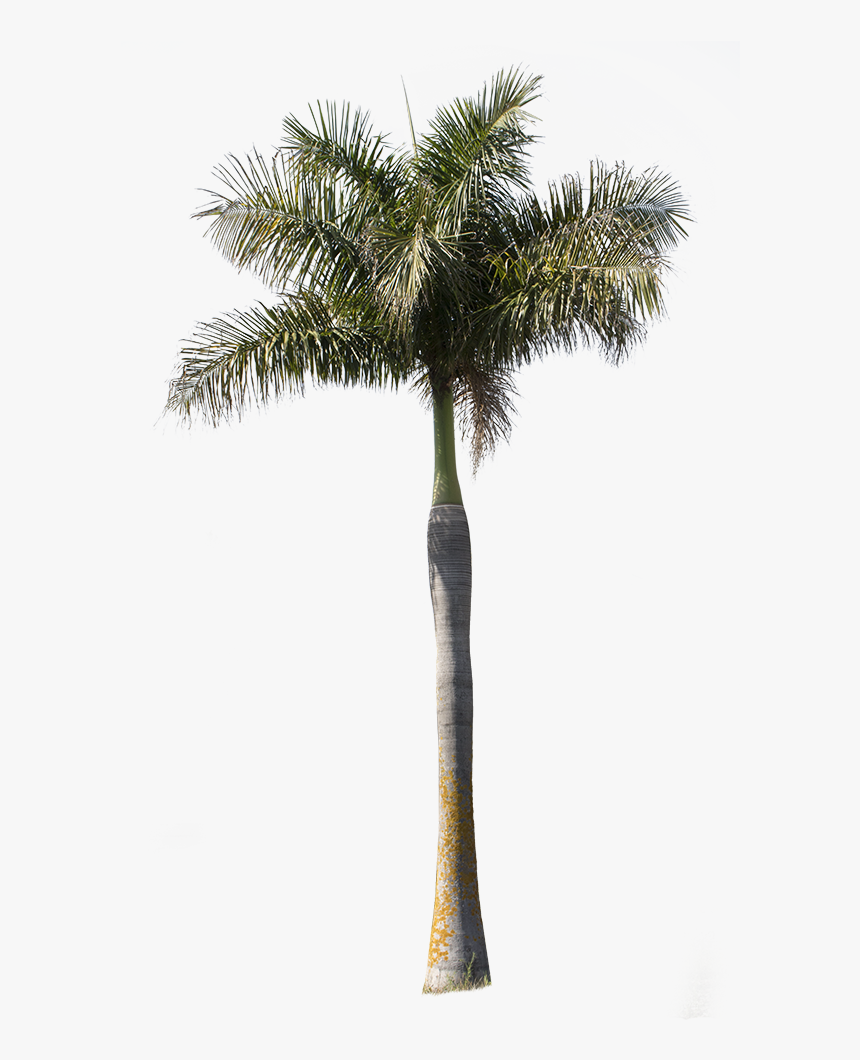 Tree Cutouts Palm Tree, HD Png Download