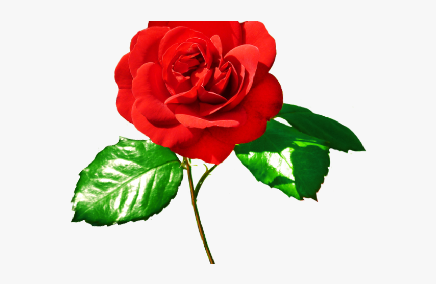 Red Rose And Green Leaves, HD Png Download