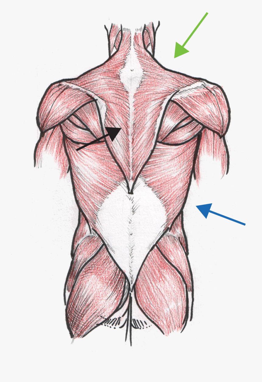 Human Body Outline Png, Transparent Png